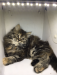Traditional Tobby Kitten, Female